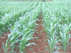 云南省農(nóng)業(yè)廳與云南農(nóng)業(yè)信息網(wǎng) 一站式農(nóng)業(yè)信息咨詢(xún)服務(wù)平臺(tái)